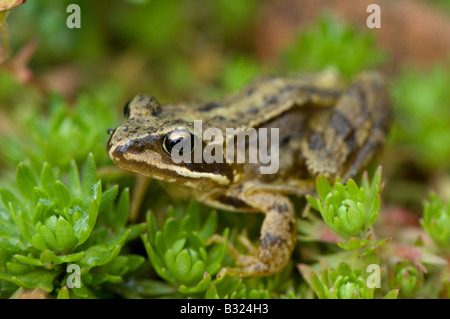 Juvinile Common Frog (Rana temporaria) sitting on moss in garden Cumbria Stock Photo