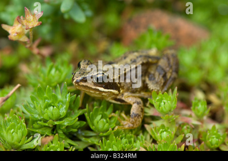 Juvinile Common Frog  (Rana temporaria) sitting on moss in garden Cumbria Stock Photo