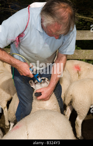 Farmer giving lambs a worm drench to protect them against parasites Kendal Cumbria Stock Photo