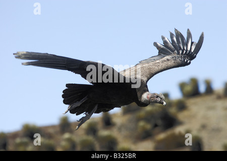 Andean Condor (Vultur gryphus) male in flight Stock Photo