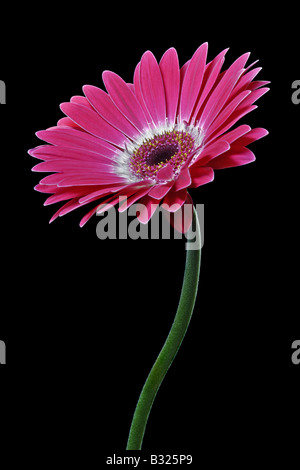 Pink Gerbera on Black Stock Photo