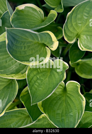 Variegated Hosta Leaves Stock Photo