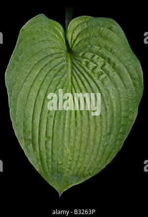 Hosta Leaf Stock Photo