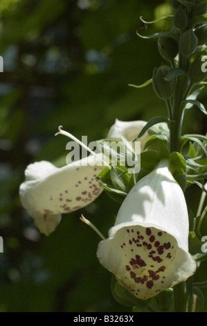 close up of foxglove flowers Stock Photo