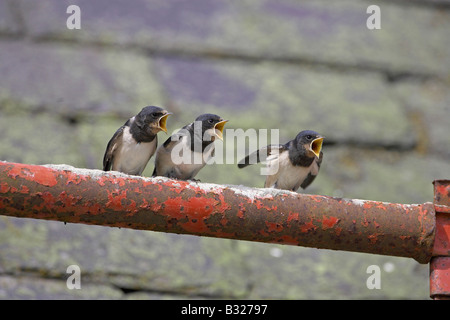 Swallow, Barn Swallow (Hirundo rustica), chicks calling for food Stock Photo