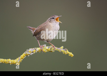 Troglodytes by Ed Lynskey Troglodytes by Ed Lynskey