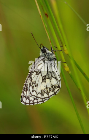 Marbled White, Melanargia galathea, UK. Stock Photo