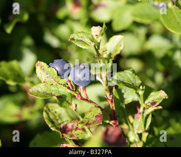 Two ripe Bilberry (Vaccinium myrtillus) berries, England, UK Stock Photo