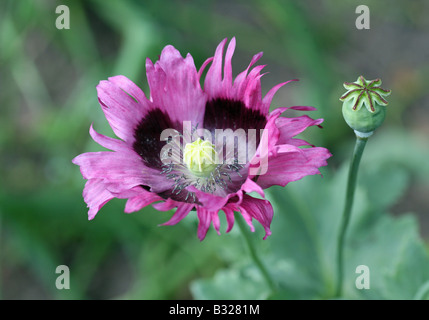 Close up of a Papaver Poppy flower and bud, family (Papaveraceae). Stock Photo