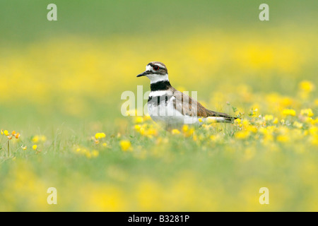 Killdeer in Birdsfoot Trefoil Wildflowers Stock Photo