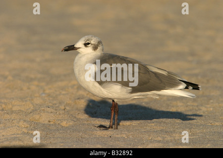 Laughing Gull Larus atricilla Stock Photo