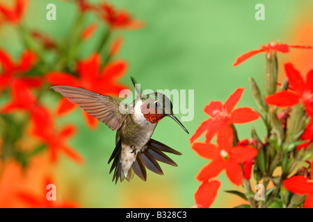 Ruby throated Hummingbird seeking nectar from in Royal Catchfly Blossoms Stock Photo