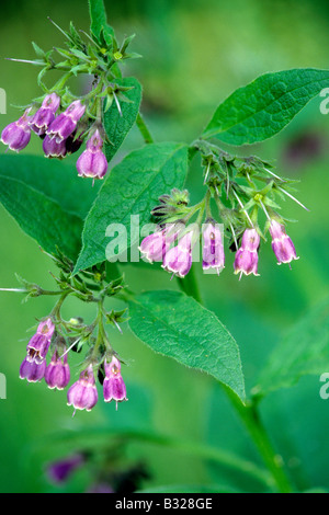 Common Comfrey (Symphytum officinale), flowering Stock Photo