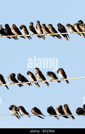 Purple Martins on Utility Wire  - Vertical Stock Photo