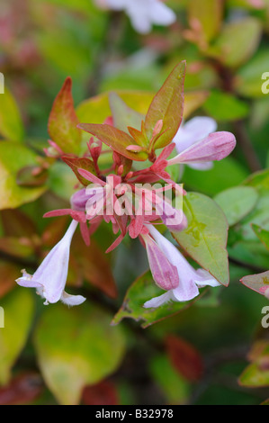 Abelia Grandiflora Stock Photo