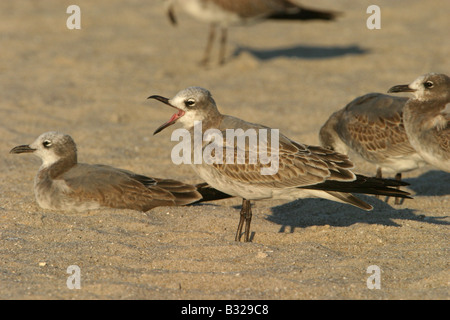 Laughing Gull Larus atricilla juvenile yawning Stock Photo