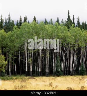 ASPEN TREES NEAR BOW RIVER, BANFF NATIONAL PARK, ALBERTA, CANADA. TREE BARK IS WORN FROM ELK RUBBING VELVET OFF THEIR ANTLERS Stock Photo
