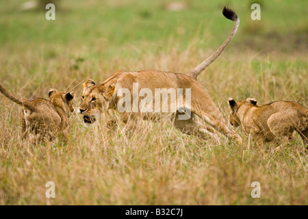 Lion (Panthera leo), lioness playing with cubs, Masai Mara National ...