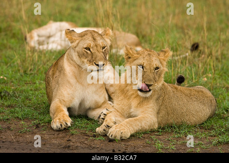Lioness (Panthera leo) and its cub on the rocks Stock Photo - Alamy