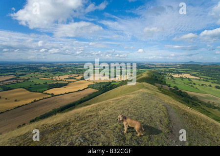 Border Terrier admires view north to the Wrekin from the Lawley Church Stretton Hills on a sunny summers day Shropshire UK GB Stock Photo