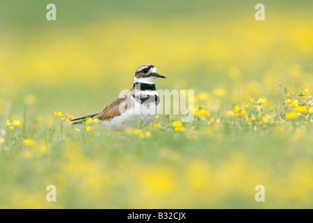 Killdeer in Birdsfoot Trefoil Wildflowers Stock Photo