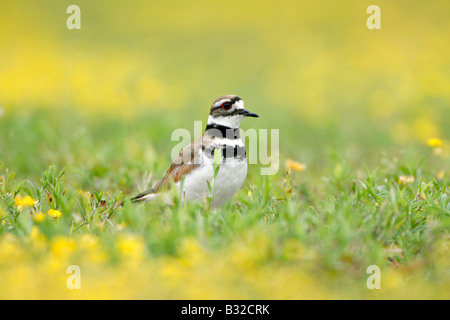 Killdeer in Birdsfoot Trefoil Wildflowers Stock Photo