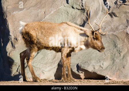 young reindeer with droppings Stock Photo