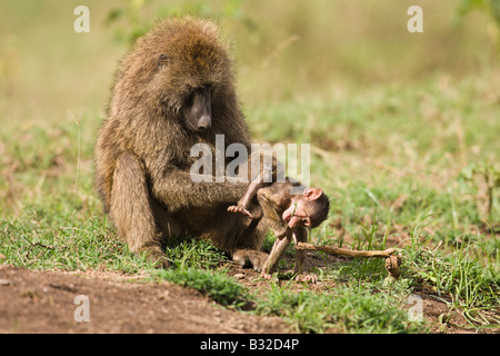 Olive Baboon (Papio anubis) mother and baby Stock Photo