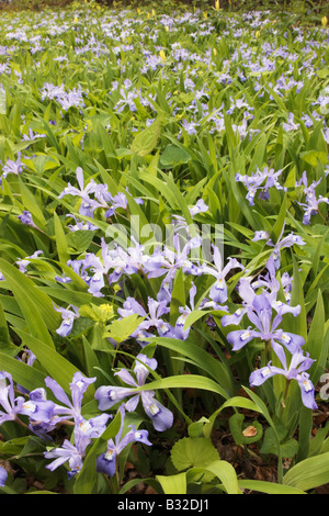Large patch of Dwarf Crested Irises and Yellow Trillium Stock Photo