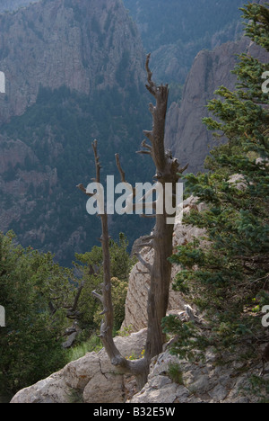 A dead tree standing on the cliff's edge at the Sandia mountains summit Stock Photo