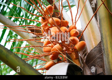 Coconut furits Stock Photo