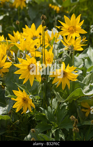 BALSAMROOT Balsamorhiza sagittata or ARROWLEAF BALSAMROOT plants turn the hillsides yellow in the ROCKY MOUNTAINS MONTANA Stock Photo