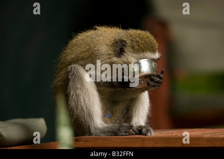 Vervet Monkey (Cercopithecus pygerythrus) eating from a sugar bowl on the front porch of a safari lodge Stock Photo