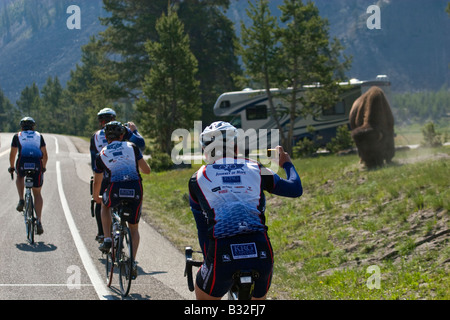 Serious ROAD BICYCLISTS encounter mobile homes and BISON YELLOWSTONE NATIONAL PARK WYOMING Stock Photo
