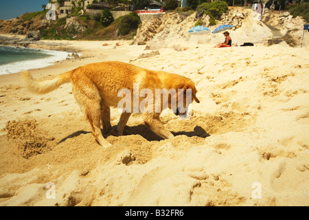 dog digging in the sand Stock Photo