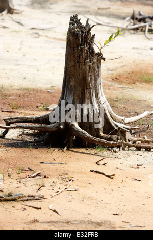 Dead tree stump on dried up lake bed Stock Photo