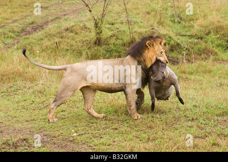 Large dark maned male lion (Panthera leo) carries the carcass of a warthog kill Stock Photo