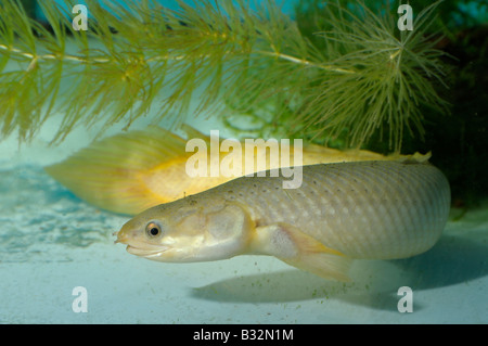 Reedfish, Ropefish, Snakefish (Erpetoichthys calabaricus) Stock Photo