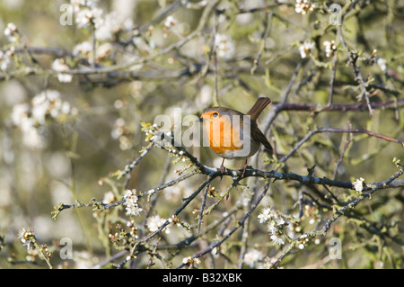 Robin Erithacus rubecula in flowering Buckthorn Norfolk April Stock Photo