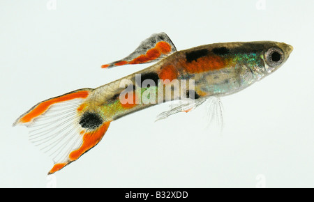 Endlers Guppy, Endlers Livebearer (Poecilia wingei), male, studio picture Stock Photo