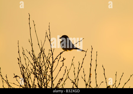 Great Grey Shrike Lanius excubitor silhouetted at dusk Kelling Heath Norfolk April 2008 Stock Photo