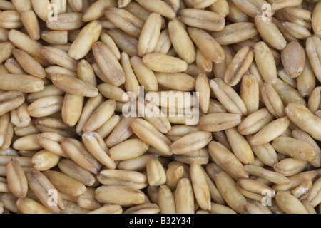 Avena sativa, cultivated oat, common oat Stock Photo