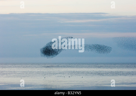 Knot Calidris canutus swirling in a large flock over the Wash off Snettisham RSPB Reserve Norfolk August Stock Photo