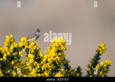 Whitethroat Sylvia communis in song Minsmere RSPB Reserve May Stock Photo