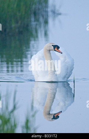 Mute Swan Cygnus olor male cob Cley Norfolk April Stock Photo