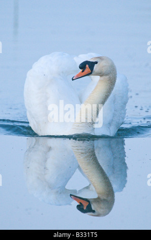 Mute Swan Cygnus olor male cob Cley Norfolk April Stock Photo