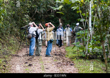 Birding group on trail in lowland tropical rainforest Peten Guatemala Stock Photo