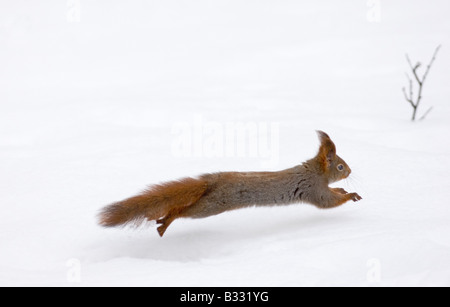 Red Squirrel Sciurus vulgaris running across snow Finland winter Stock Photo