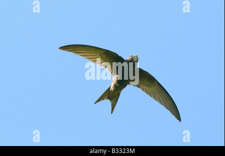 Common swift bird in flight isolated on white background (Apus apus ...