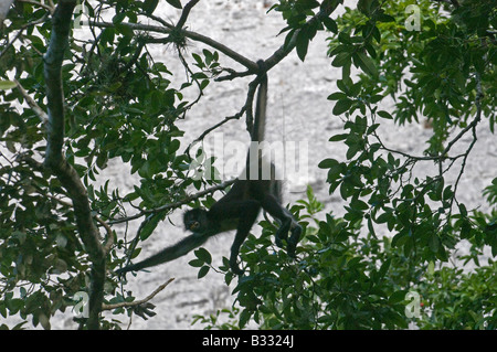 Central American Spider Monkey Ateles geoffroyi silhouetted against a Mayan Temple at Tikal Guatemala Stock Photo